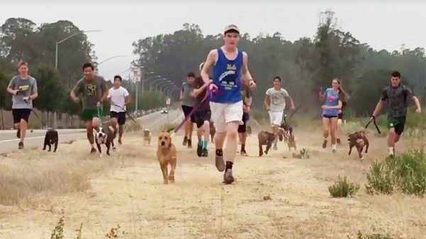 Cross country team with dogs