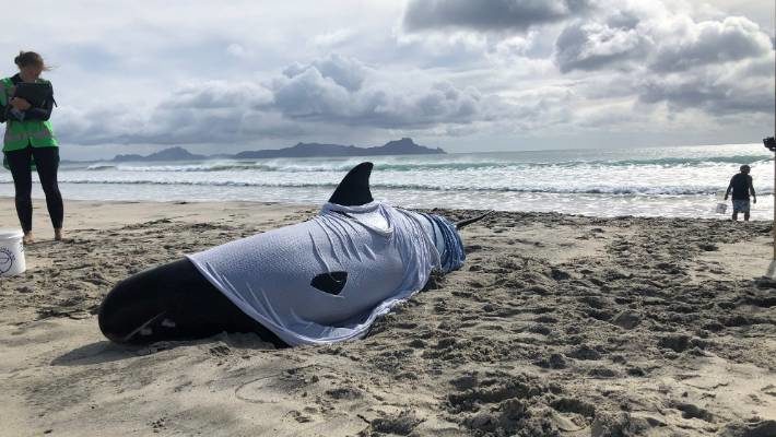 The two whales still stranded were euthanised around 11am on Tuesday