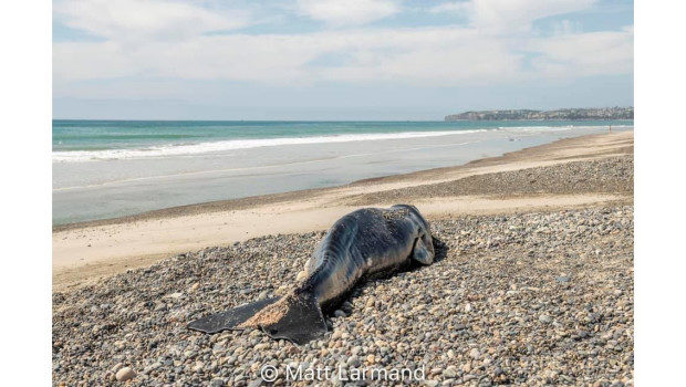 A dead whale washed up on shore in San Clemente