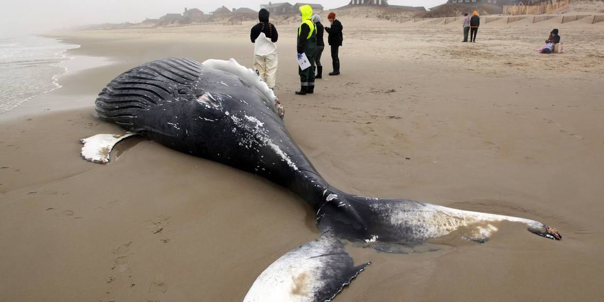 Humpback whale was washed ashore in Nags Head, NC.