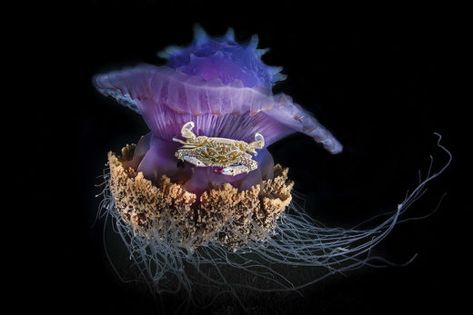 Click to enlarge Jellyfish Crab