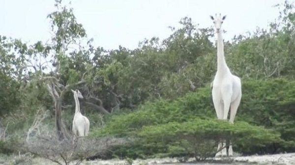 Giraffes
