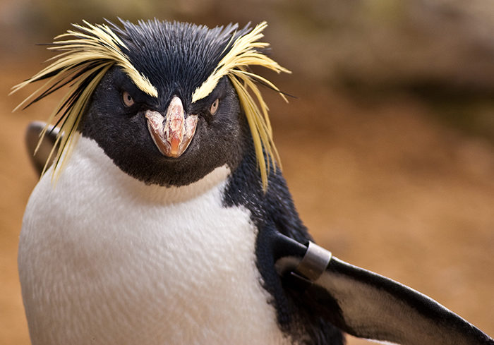 Rockhopper Penguin