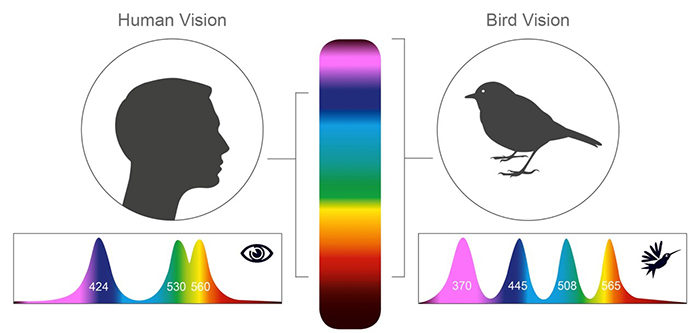 human vision range bird vision range