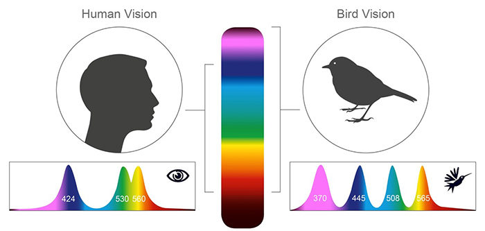 Click to enlarge human vision range bird vision range