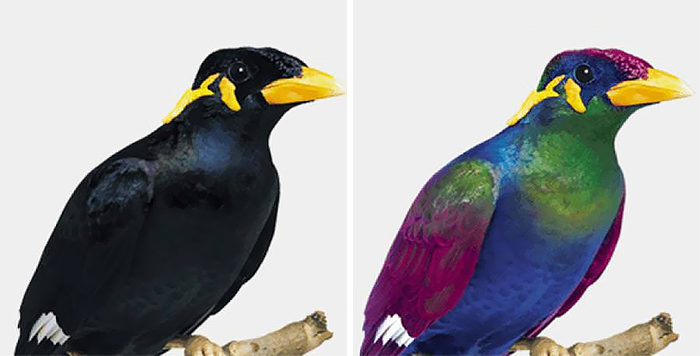 Click to enlarge bird normal light Ultra violet light