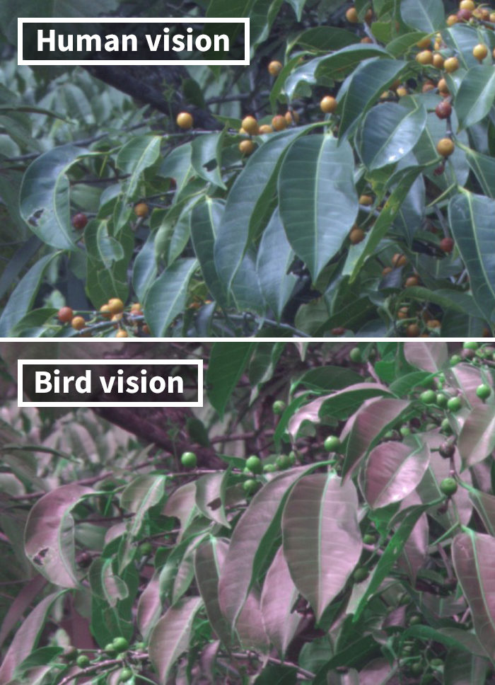 Click to enlarge human bird vision range