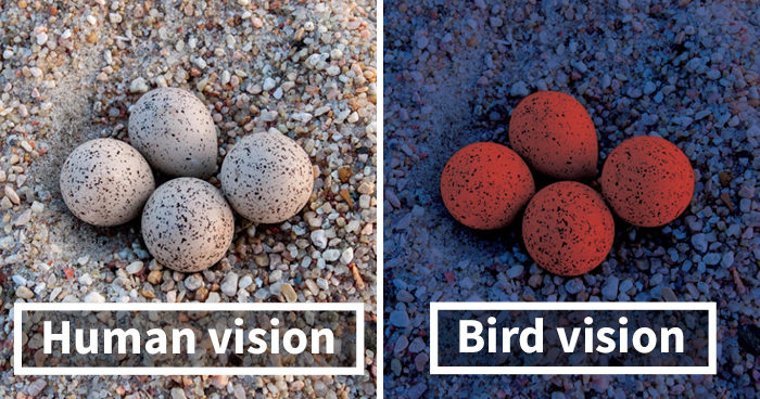 Click to enlarge human vision bird range