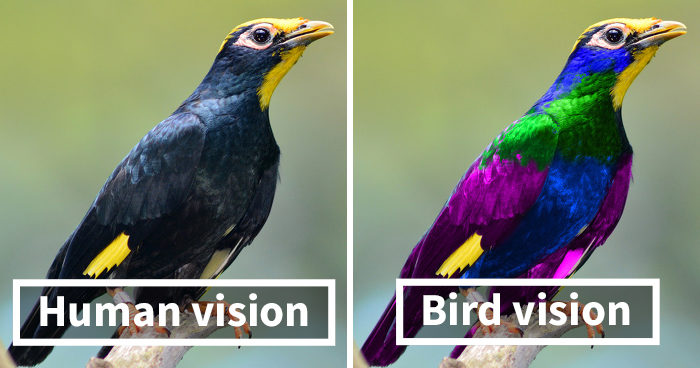 Click to enlarge Human vision bird