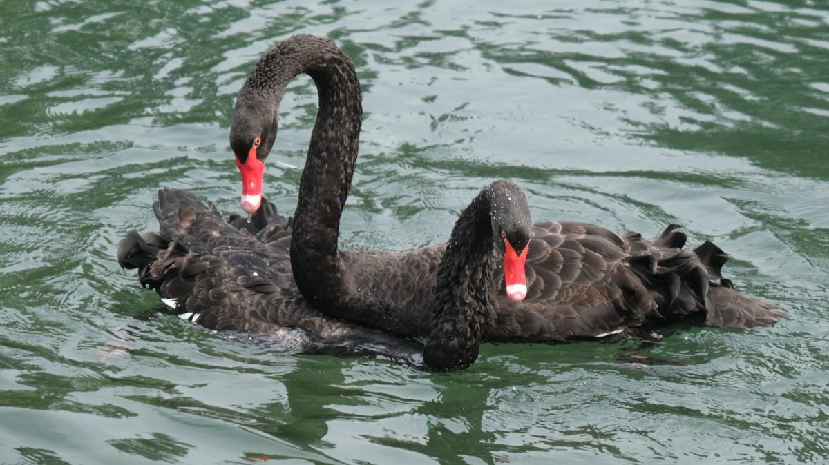 Click to enlarge black swans