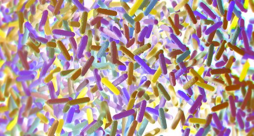 gut bacteria microbiome