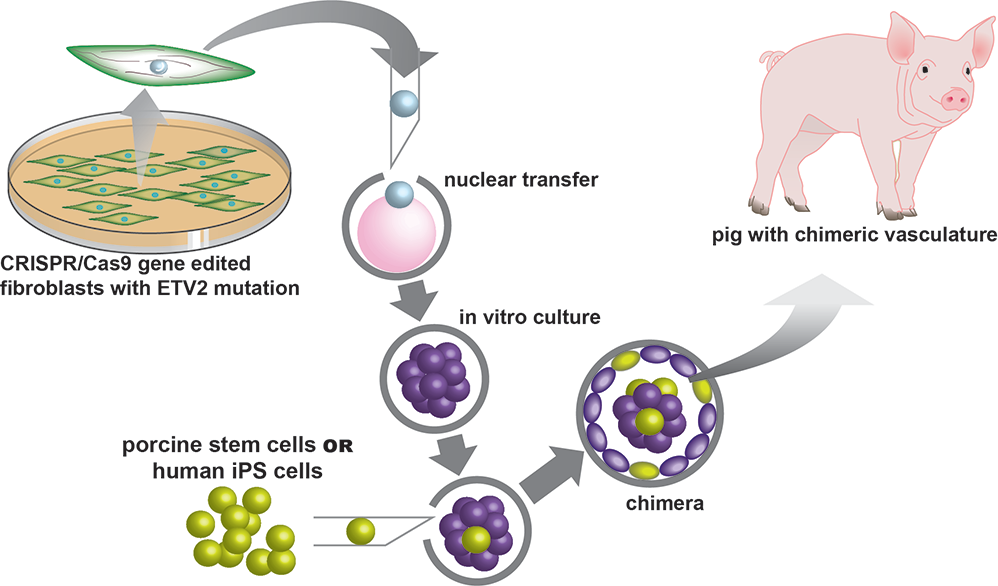 Click to enlarge New Blood Vessels