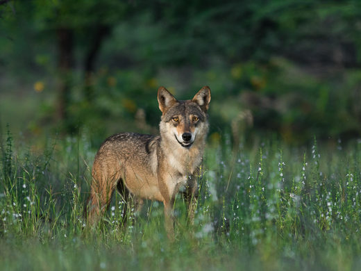 21 injured in suspected wolf attack in Uttar Pradesh, India