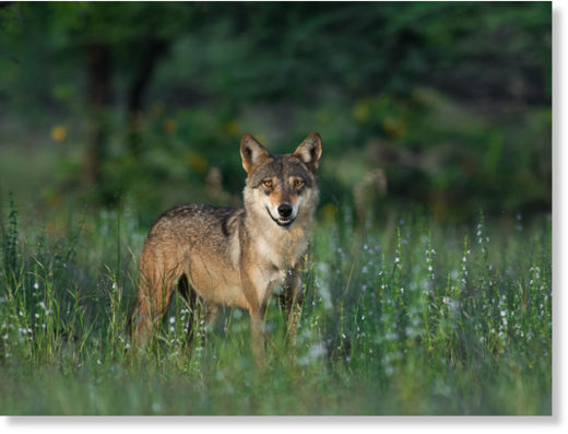 wolf