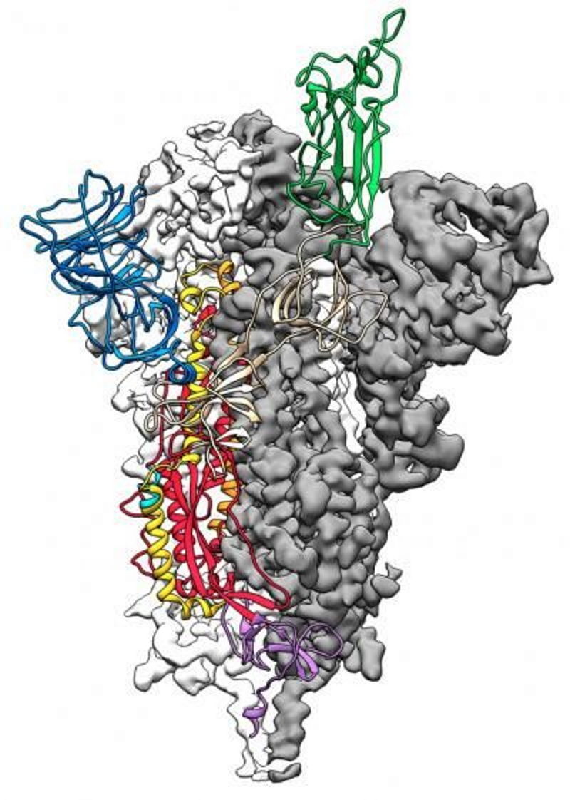 Click to enlarge sars cornovirus spike protein