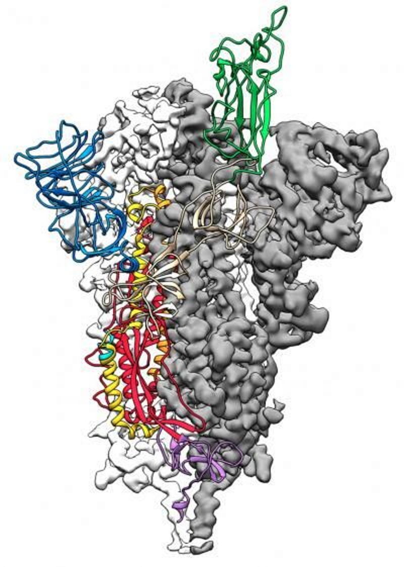 sars cornovirus spike protein