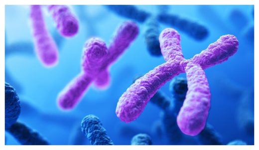 Chromosomes