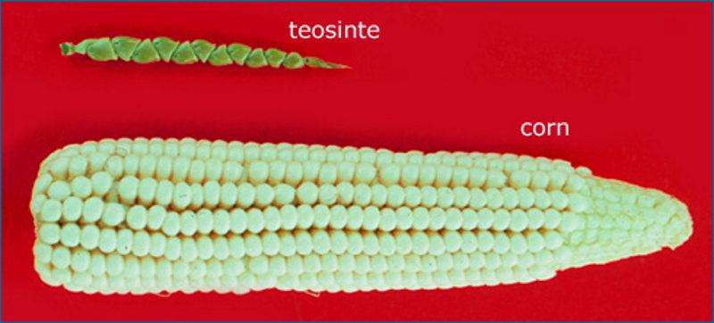 Click to enlarge corn teosinte agriculture mayans