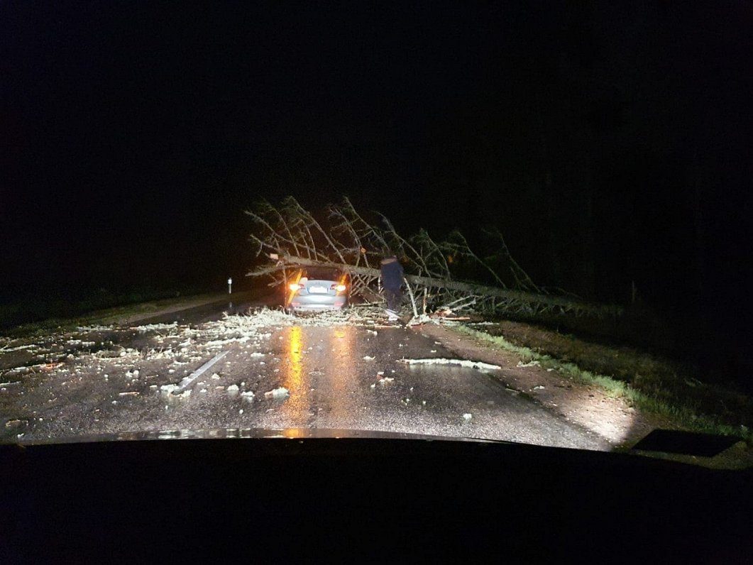 Fallen tree on Ventspils - Grobiņa road