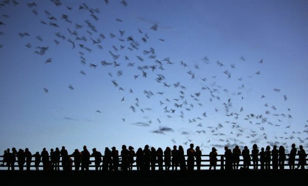 bats