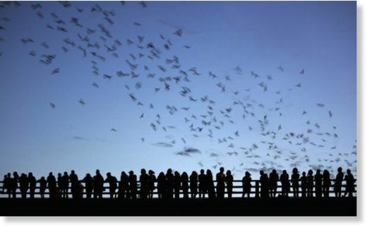 bats