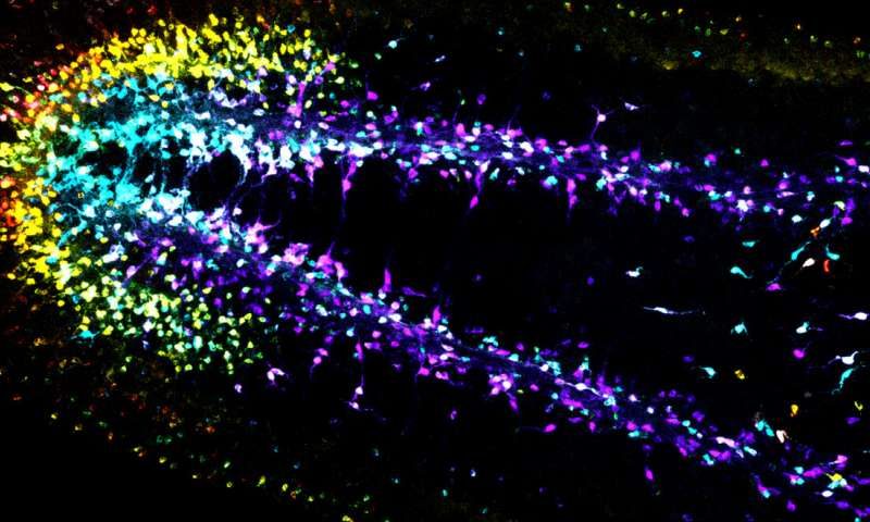 Click to enlarge flatworm brain growth pattern