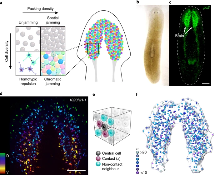 Click to enlarge Flatworm brain morphology