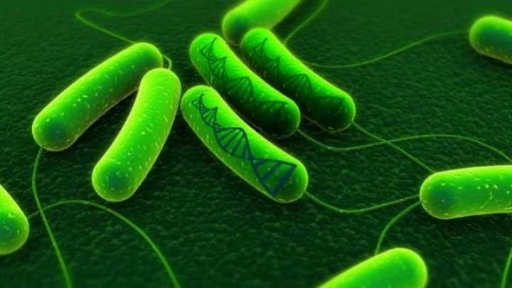 Click to enlarge microbial dna