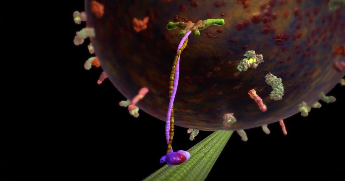 Click to enlarge cell machine miniature kinesin
