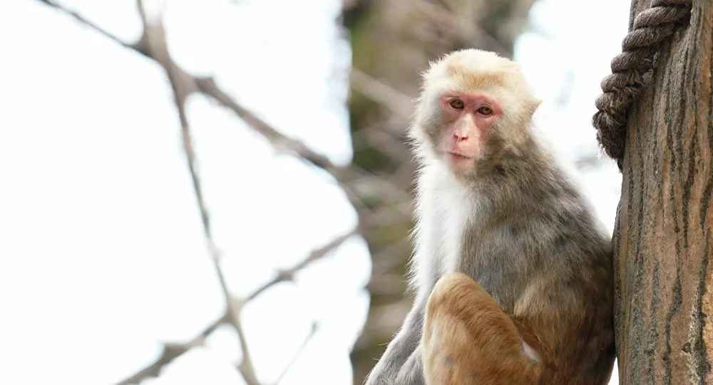 Click to enlarge monkey