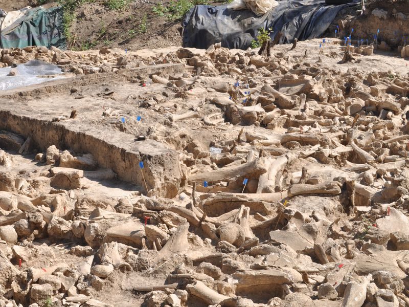 Click to enlarge mammoth structure