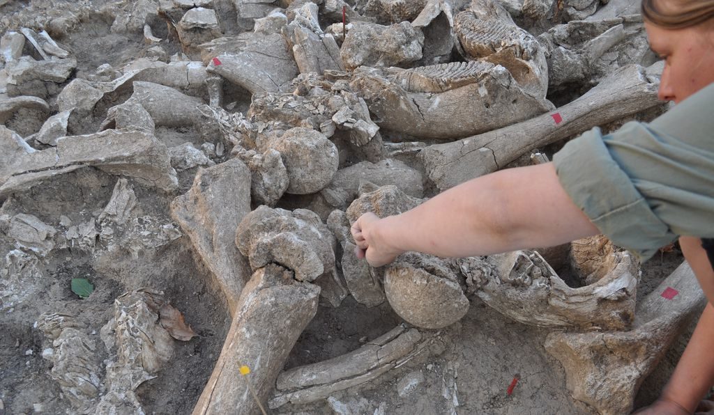Click to enlarge mammoth structure