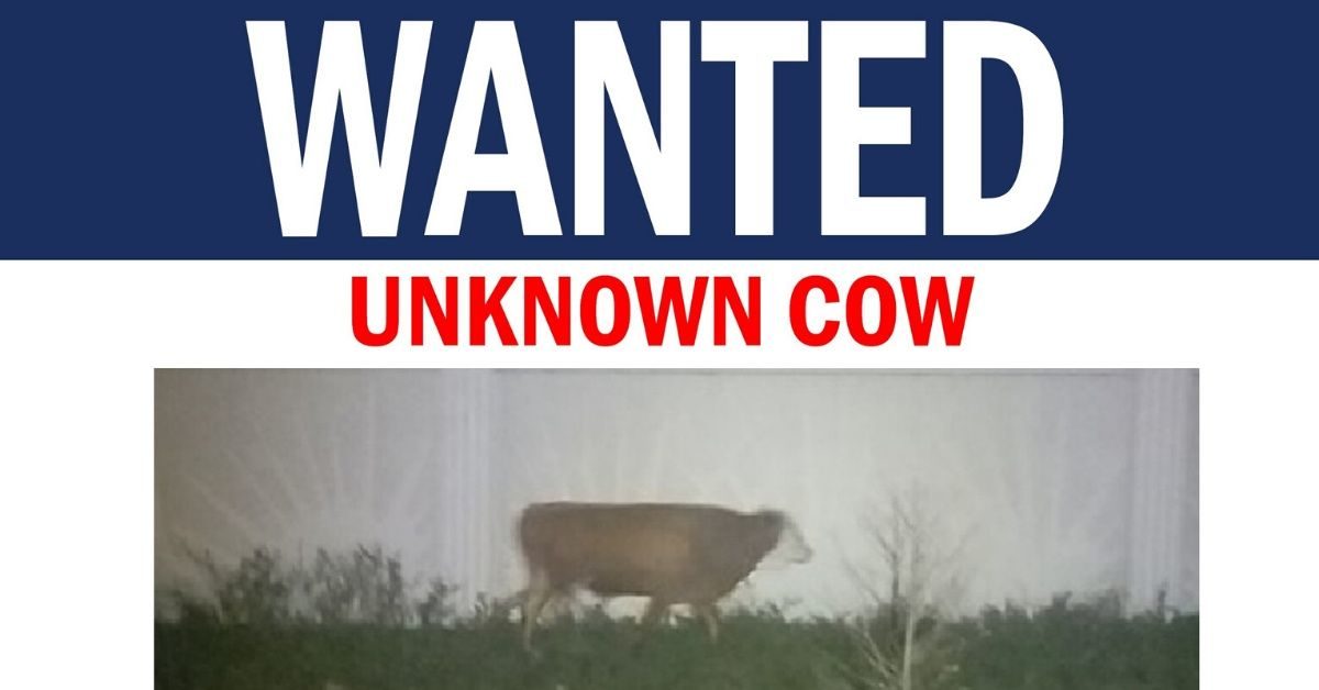 rogue cow florida