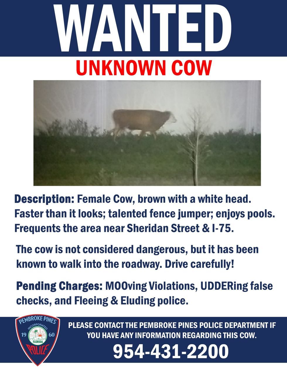 Click to enlarge rogue cow florida