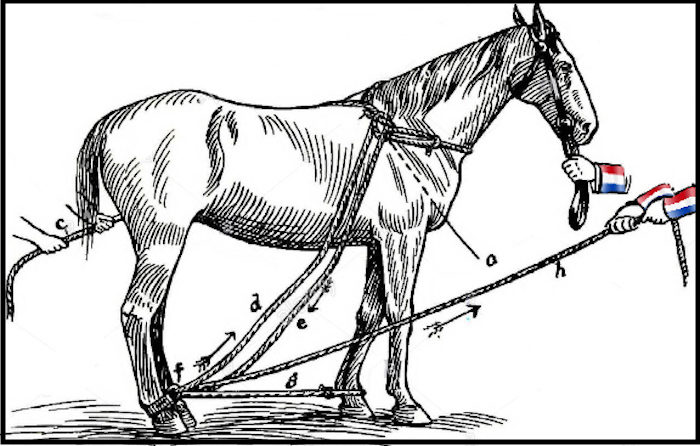 Click to enlarge Horse and ropes