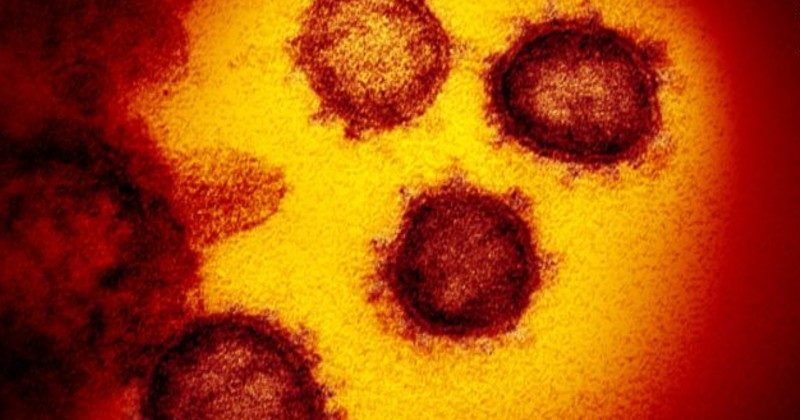 corona virus