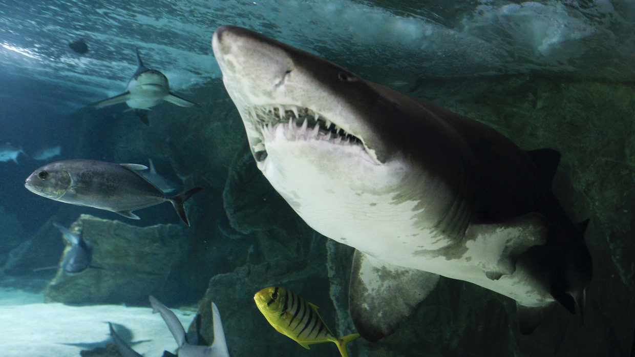 Click to enlarge sixgill sawshark