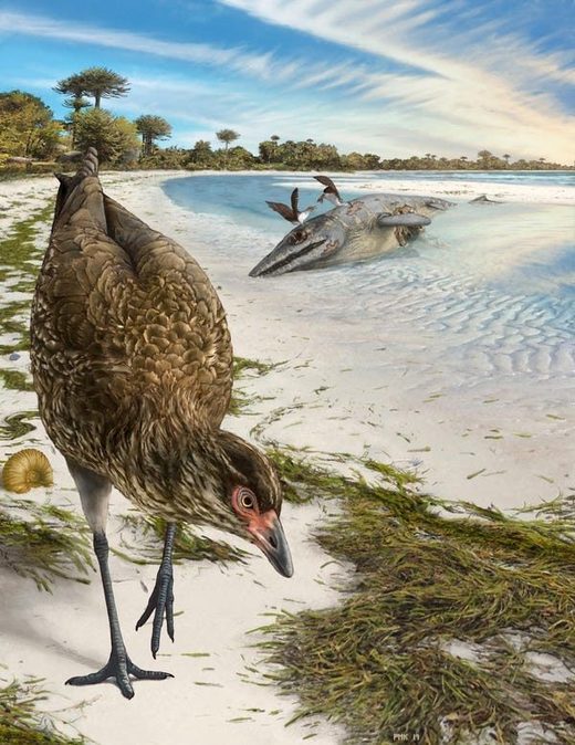 Asteriornis maastrichtensis oldest modern bird