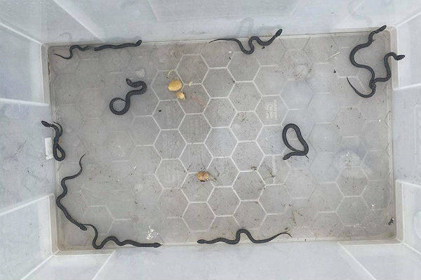 snakes