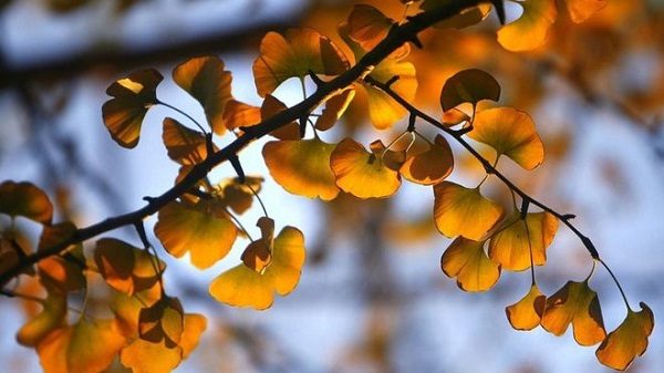 Ginko tree