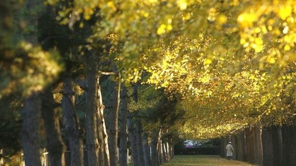 Click to enlarge Gingko tree