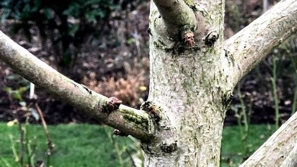 Click to enlarge Ginkgo tree