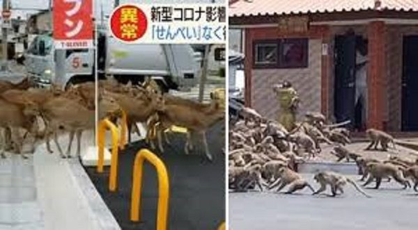 Animals in the street