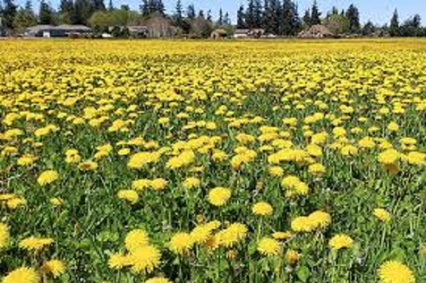 Dandelions