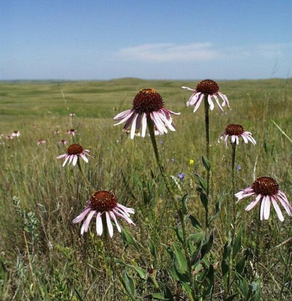 Echinacea