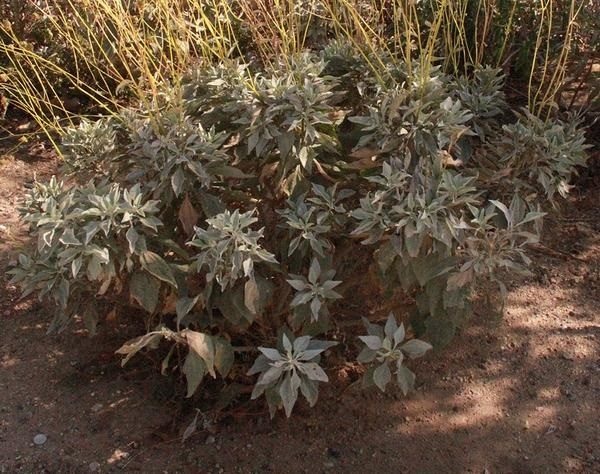 Salvia