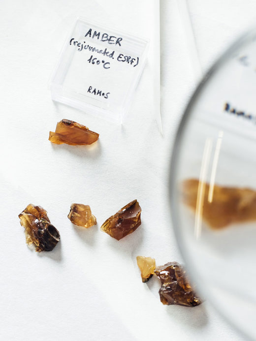 Click to enlarge fossilized amber fossils