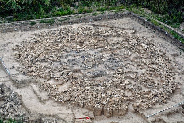Click to enlarge circle of mammoth bones