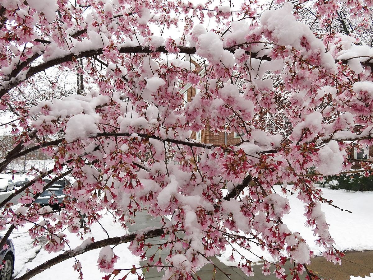 snow