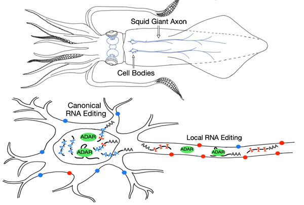 Click to enlarge Giant Axon in Squid